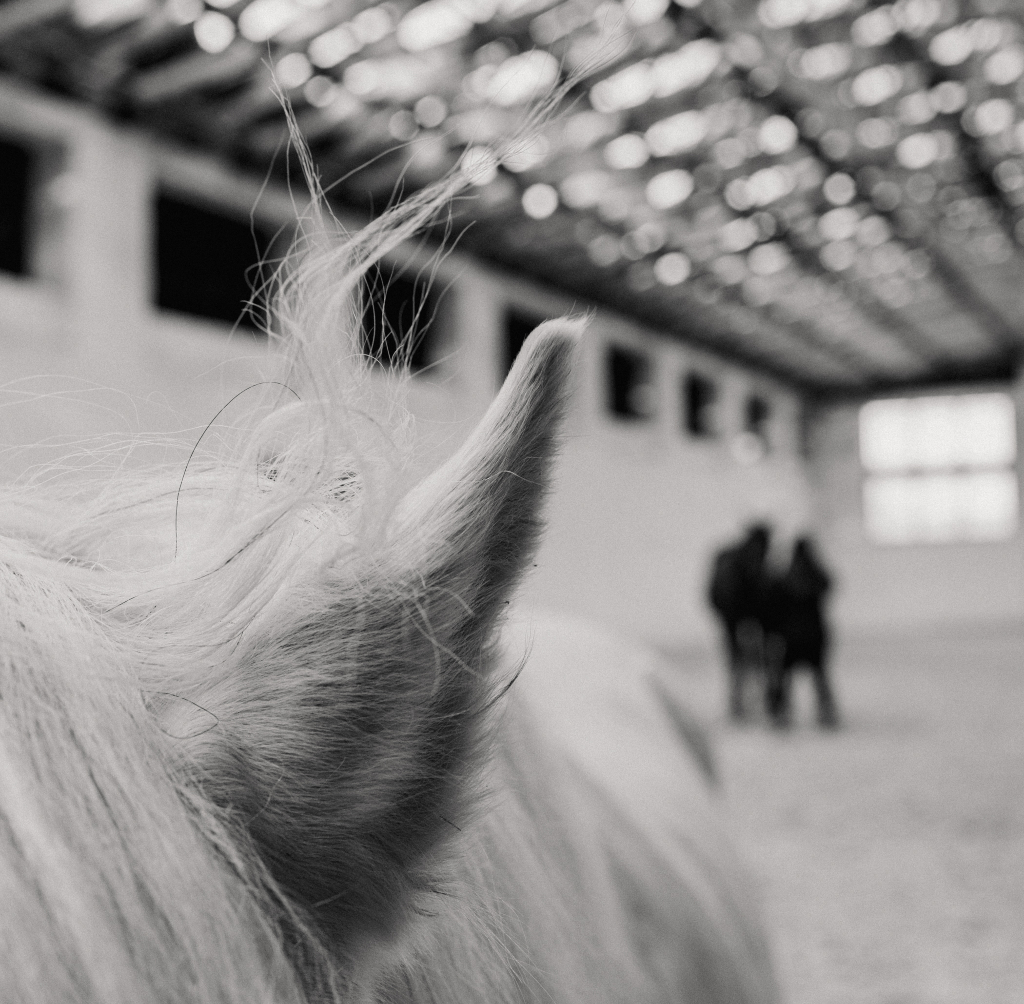 Koně běžící zepředu