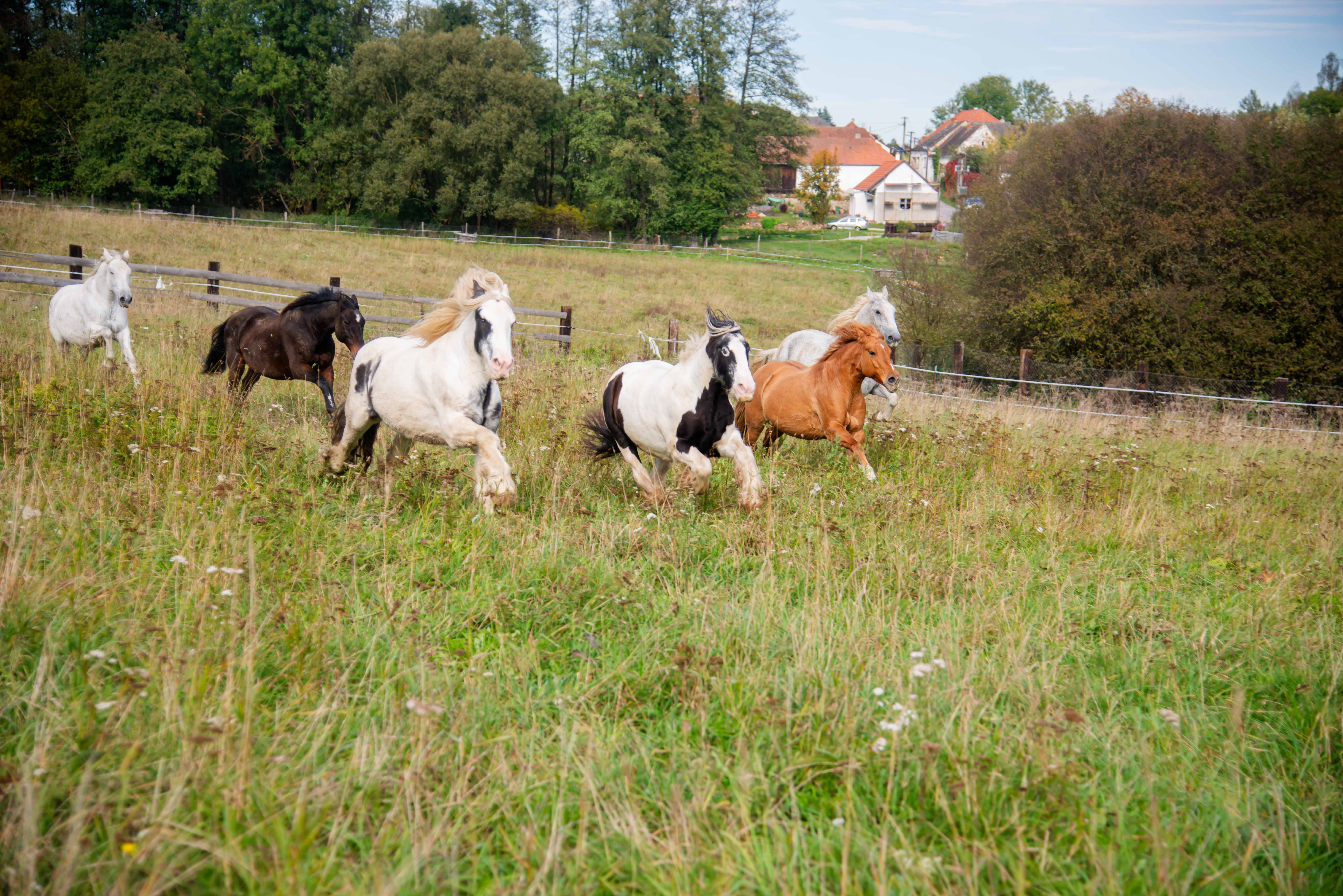 Skupina koní běžících na pastvině